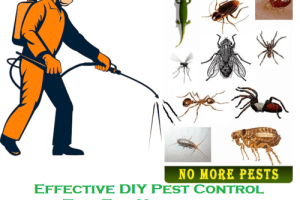 Effective DIY Pest Control Tips For Households