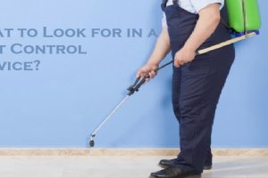What to Look for in a Pest Control Service?