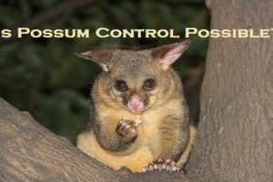 possum control Melbourne
