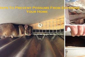 Steps To Prevent Possums From Entering Your Home