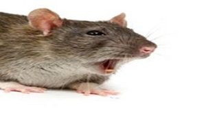 How To Get Rid Of Rodents From Your Property?