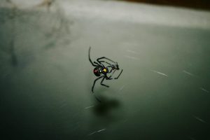 redback spider