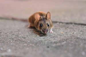 rodent pest control