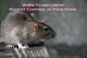 Ways To Implement Rodent Control in Your Home