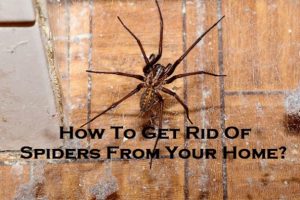 How To Get Rid Of Spiders From Your Home?