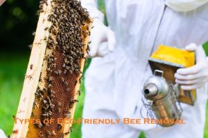 Types of Eco-Friendly Bee Removal