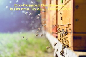 Eco-Friendly Bee Removal Is Helpful To All – Here’s Why?