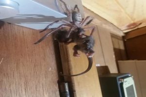 Rare Photo Of Huntsman Spider Devouring Pygmy Possum Goes Viral
