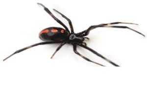 7 Tips To Keep Your Home Spider-Free