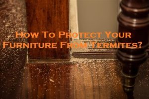 How To Protect Your Furniture From Termites?