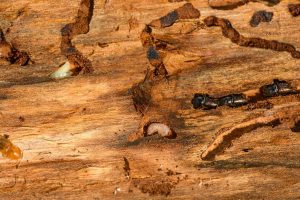 Termite Inspection
