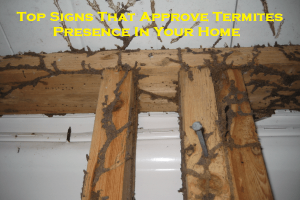 Top Signs That Approve Termites Presence In Your Home