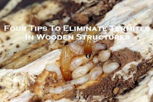 Four Tips To Eliminate Termites In Wooden Structures