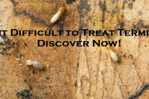 Is it Difficult to Treat Termites? Discover Now!
