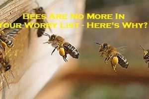 Bees Are No More In Your Worry List - Here's Why?
