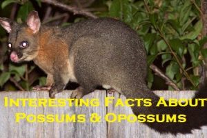 Interesting Facts About Possums & Opossums