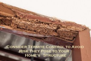 Consider Termite Control to Avoid Risk They Pose to Your Home’s Structure